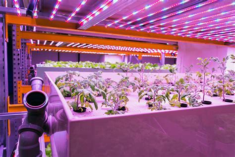 What Is Hydroponics And How Does It Work Elite Hydroponics