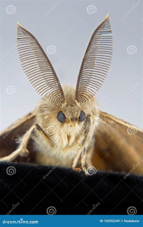 A Male Gypsy Moth Close Up Stock Image Image Of Antenna 10393249