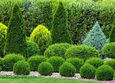 Best Plants for Living Fence & Privacy - Home Garden Guides