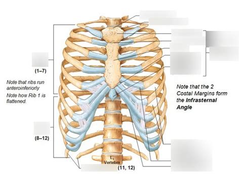 Rib Cage Diagram | Quizlet