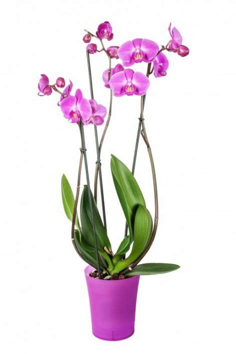 Cvijet orhideja Phalaenopsis 50 70 cm Plodine Akcija Njuškalo popusti