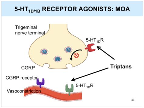 Triptans Flashcards | Quizlet