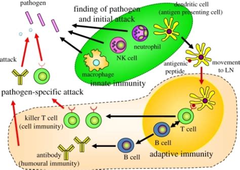 Interactions Of Innate And Adaptive Immunity When Path Open I