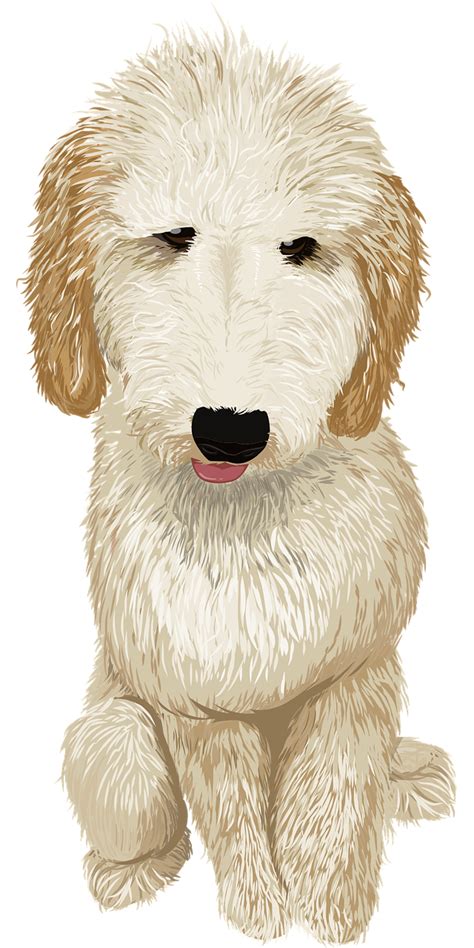 Goldendoodle Png Vector Psd And Clipart With Transparent Background