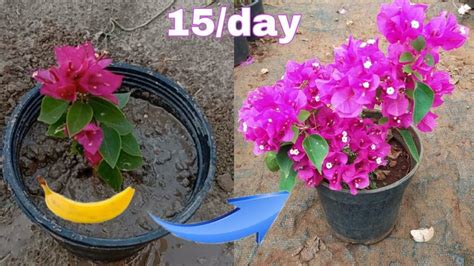 How To Grow Bougainvillea Complete Plant Care Guide Artofit