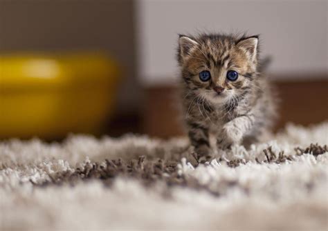 Cute Cat HD Wallpapers - Top Free Cute Cat HD Backgrounds - WallpaperAccess