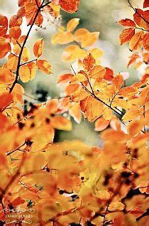 pin  mimmi penguin   autumn apricot autumn trees autumn