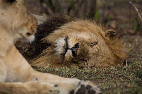 Top Imagen Datos Curiosos Sobre Leones Abzlocal Mx