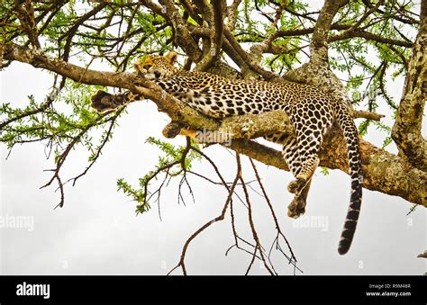 Leopard on a tree in its natural habitat in the African savannah. The ...