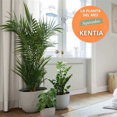 KENTIA La Planta Del Mes De Septiembre Mvgarden