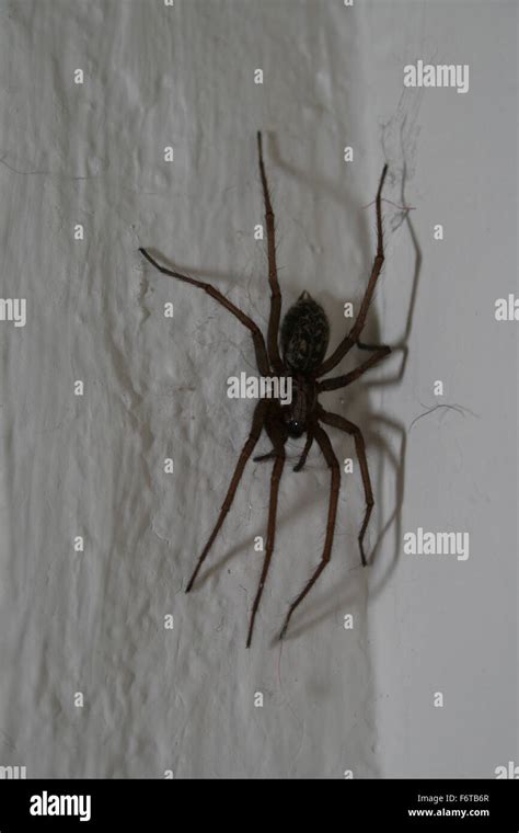 Giant House Spider On Wall In Germany Stock Photo Alamy