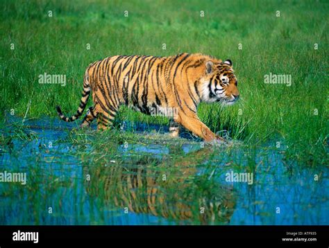 Bengal Tiger Running Through Grass Hi Res Stock Photography And Images