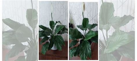 Спатифиллум купить в Ангарске | Товары для дома и дачи | Авито