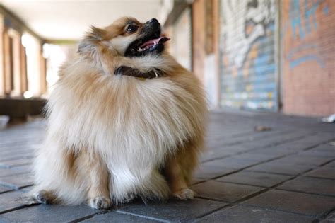 El perro que se tragó un melón Óscar López Rogado Flickr