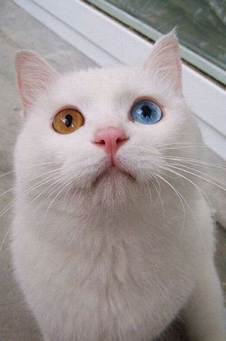 Two Color Cat Eyes - 1Funny.com