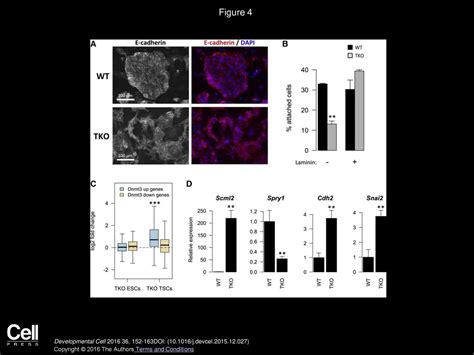 Maternal Dna Methylation Regulates Early Trophoblast Development Ppt