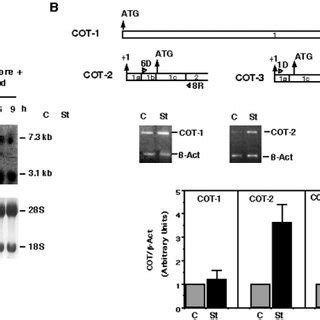 Induction Of COT 1 COT 2 And COT 3 MRNA Levels In Activated Jurkat