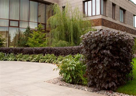 Пузыреплодник диабло в ландшафтном дизайне (72 фото) » НА ДАЧЕ ФОТО