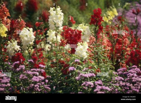 Garden Flower Bed Snapdragon Antirrhinum Majus Blooms Bed Plants