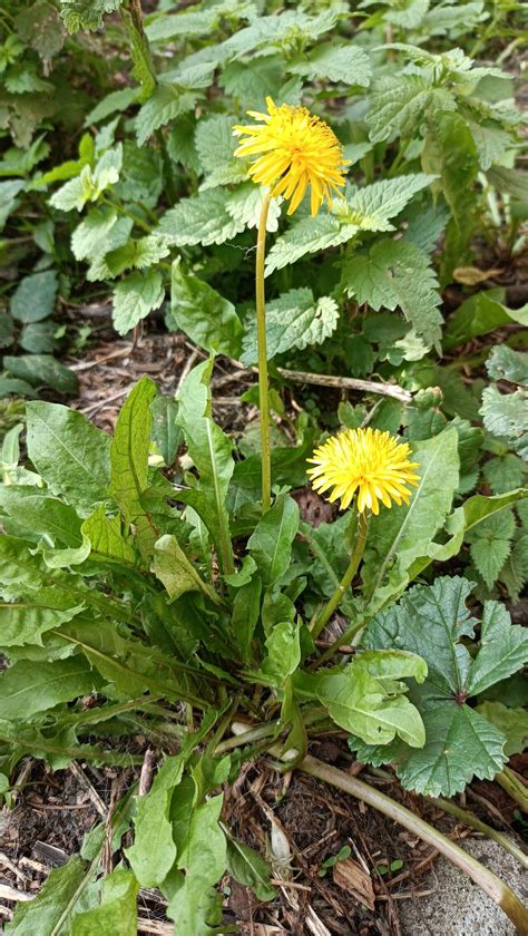 Observation Taraxacum Mongolicum Hand Mazz Ilaria Mosti Oct 13