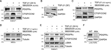 Tgf β Receptor Type I And P38 Mapk Signaling Participate In Download Scientific Diagram