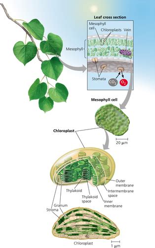 AP Bio Ch 10 Flashcards Quizlet