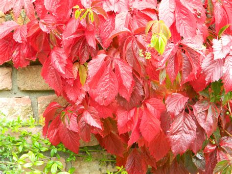 Parthenocissus Tricuspidata Veitchii Robusta Oosterse Wingerd