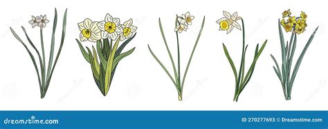 Set Of Daffodil March Birth Month Flower Vector Stock Vector Illustration Of Element