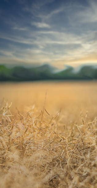 Canola Harvesting Stock Photos, Pictures & Royalty-Free Images - iStock