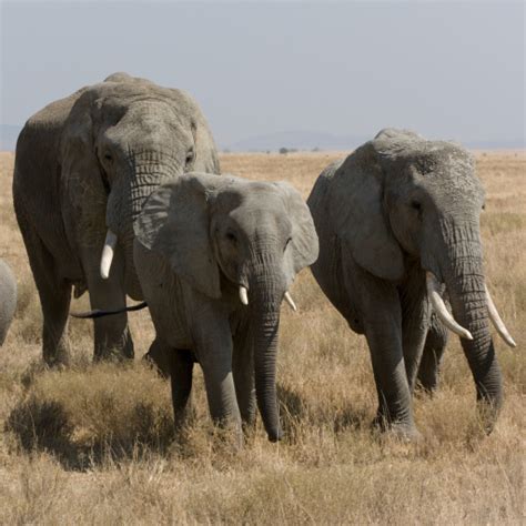 A Herd Of African Bush Elephants Loxodonta Africana In Serengeti By