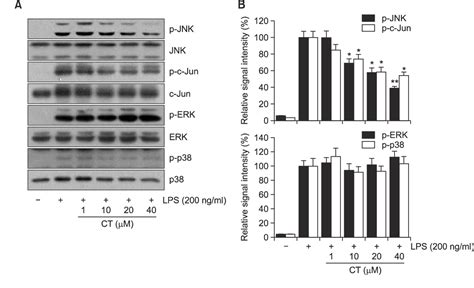 Figure 5 From N P Coumaryol Tryptamine Suppresses The Activation Of