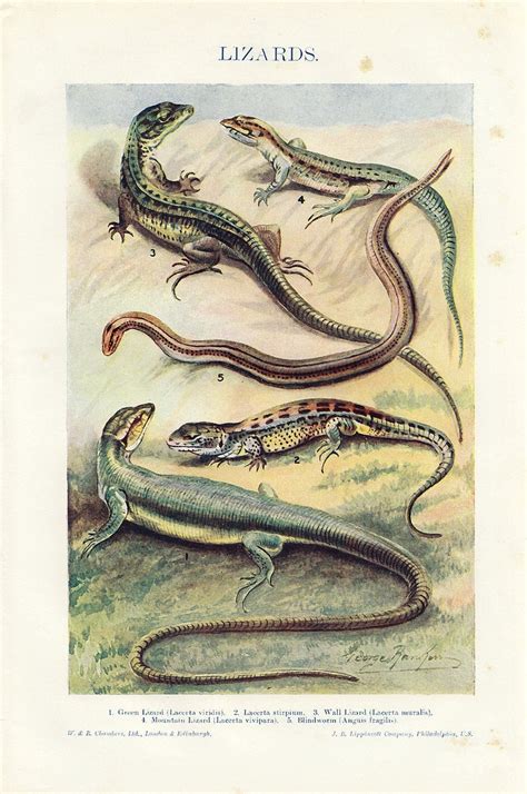 1920s Chromolithograph Print of Lizards, Antique Illustration of ...