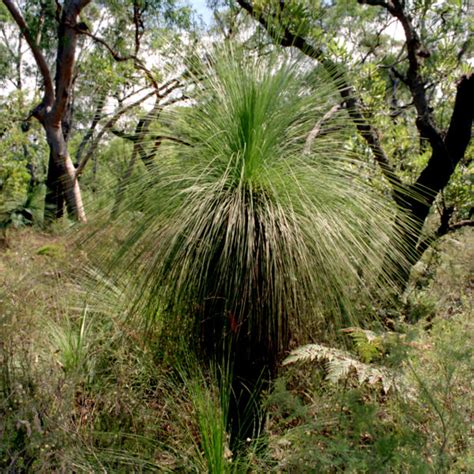 Xanthorrhoea Johnsonii Grass Tree Burringbar Rainforest Nursery