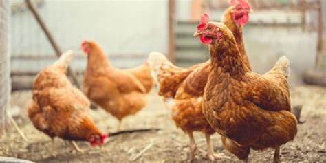 Nidos O Ponederos Para Gallinas Cu L Debes Elegir Conoces La