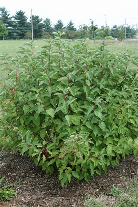 Artic Fire Red Twig Dogwood - Pahl's Market - Apple Valley, MN