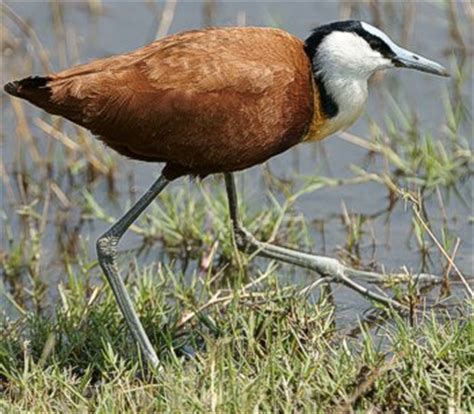 Birding Botswana Birdwatching Birding Safaris Safari Birds