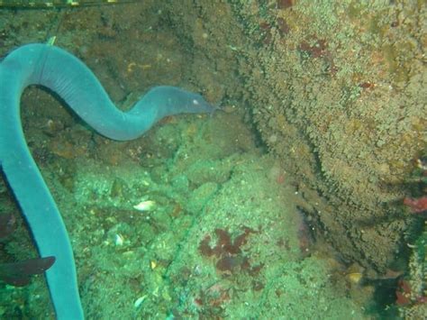 Hagfish - A-Z Animals