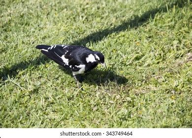 Friendly Black White Magpie Lark Grallina Cyanoleuca Stock Photo