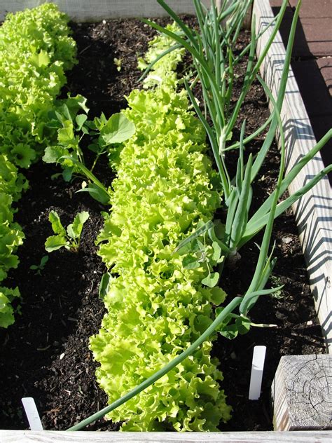 Lessons from the Garden: Lettuce Time! Harvesting Loose Leaf Lettuce