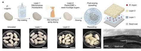 New Coating Could Help Seeds Survive In Drought Conditions