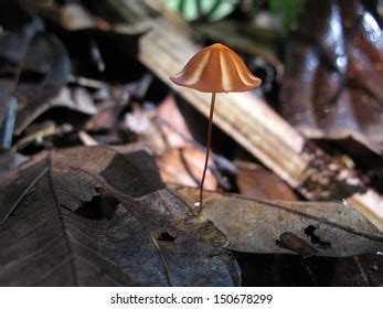 Mycena Mushroom Fungi Amazon Rainforest Brazil Stock Photo 150678299 ...