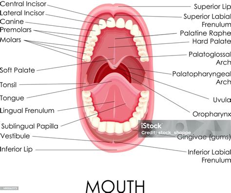 Anatomie De Bouche Humaine Vecteurs Libres De Droits Et Plus Dimages