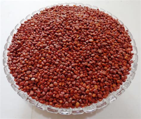 Indianjadibooti Edible Beej Mooli Beej Muli Radish Seeds Raphanus