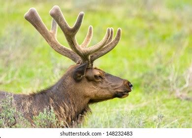 Roosevelt Elk Velvet Antlers Yellowstone National Stock Photo (Edit Now ...