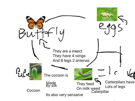 Monarch Butterfly Food Web