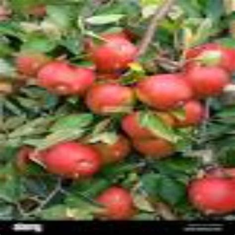 Kashmiri A Grade Fresh Red Delicious Apple Packaging Size 10 Kg