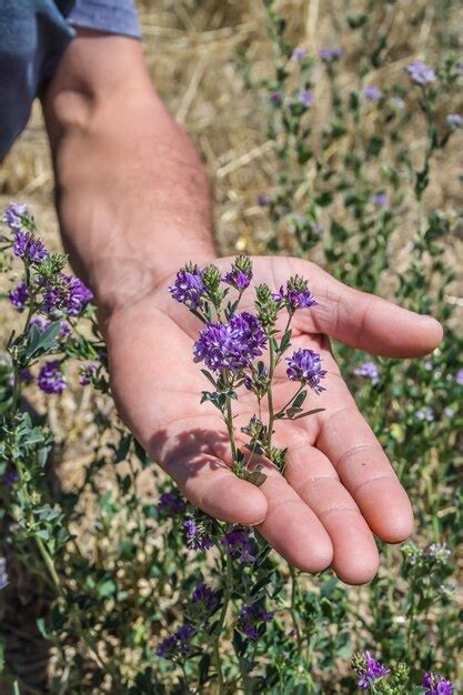 Mano De Granjero Sosteniendo Un Arbusto De Alfalfa Foto Premium