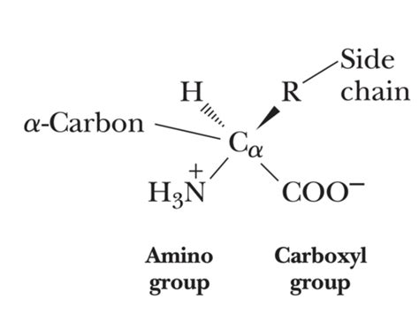 Biochemistry Amino Acids Flashcards Quizlet