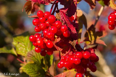 Beautiful Malodorous Shrubs Of Autumn Ed Kanze Naturalist And