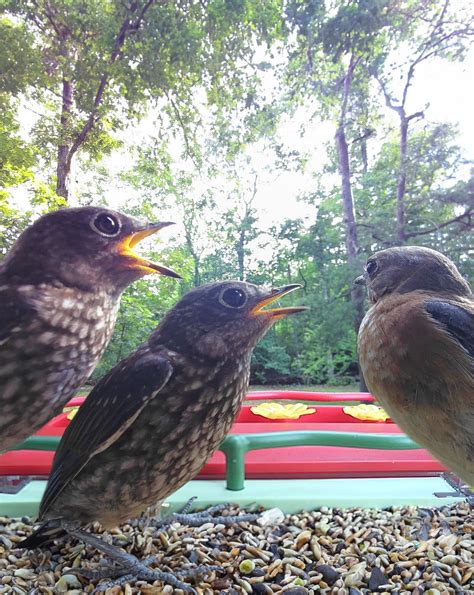 They don't seem to like being disturbed. : r/whatsthisbird